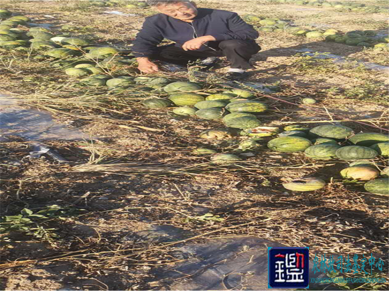 滴了封草药,收获期到了,打瓜却产量骤降