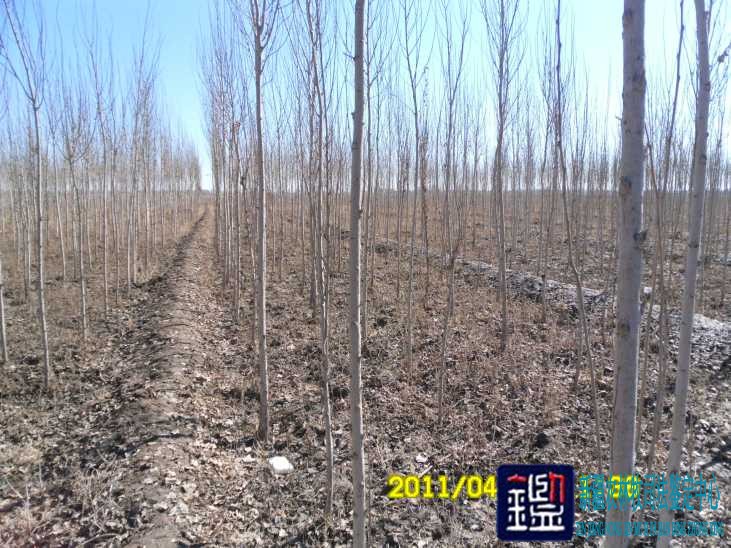 杨树一亩价值,种植杨树100亩利润,杨树花_大山谷图库