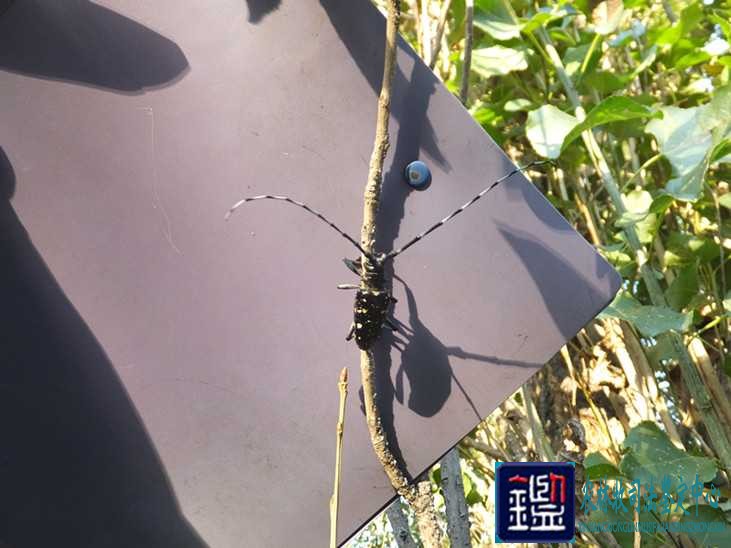 光肩星天牛从哪里来?