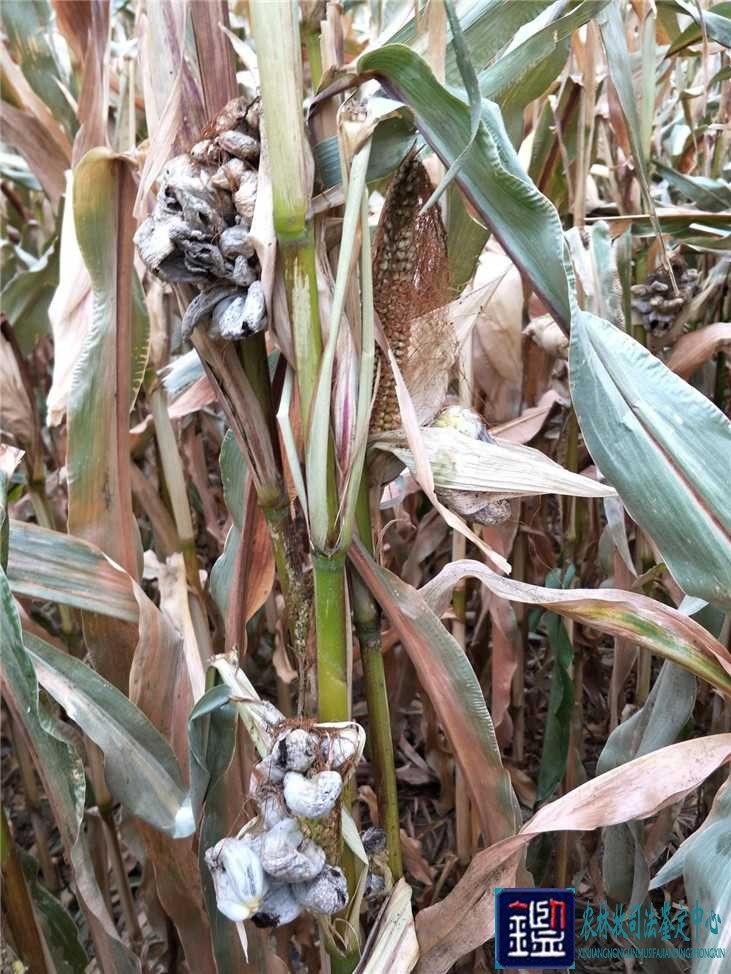 玉米黑粉病是一种什么疾病