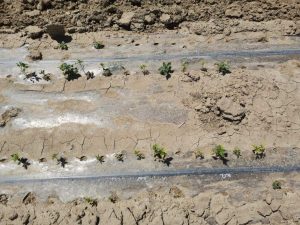 土壤残留药害 建议三年后再种植辣椒