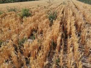 小麦抽穗杨花期 对除草剂最为敏感