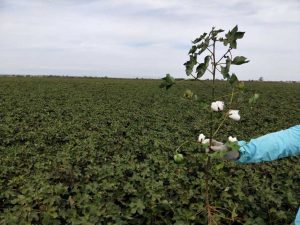 打顶剂“变”肥料 棉花落花又落蕾