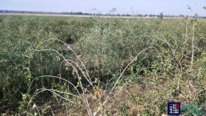 无人机给棉花喷施除草剂 致使邻地枸杞受药害