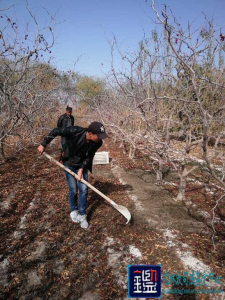 枣园遭水稻飘移药害 几乎绝收