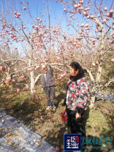 水稻地长期灌水 相邻苹果树却“遭了秧”