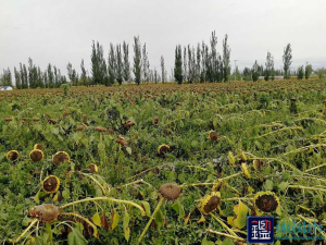 食葵地遭水淹 导致食葵倒伏、花盘霉变