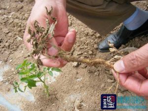 番茄苗出现成活率低、生长缓慢或中止生长等现象。查明原因鉴定