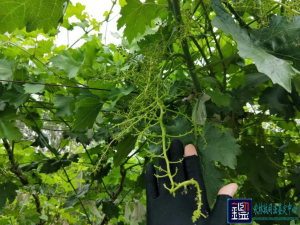 邻居喷施除草剂 “连累”自家葡萄遭药害