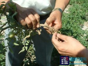 番茄制品分公司提供给番茄种植户番茄苗死亡原因进行鉴定