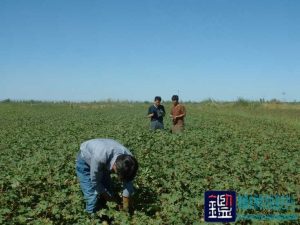 78亩棉花地由于施用不合格磷酸二铵所造成的棉花减产损失进行鉴定