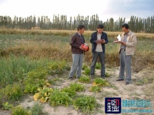 因供水合同纠纷导致种植的棉花受旱造成的损失进行鉴定