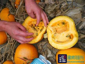 无壳南瓜单瓜结籽少的原因及由此造成的损失进行司法鉴定