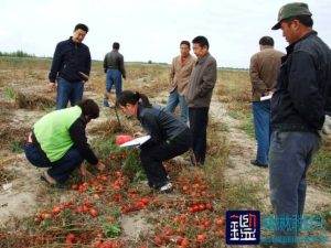 番茄产量损失以及对现地实际种植面积进行司法鉴定