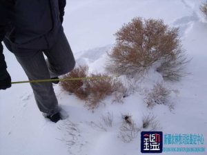 土地被开垦前是否为林地以及非法开垦的土地给国家造成的损失数额