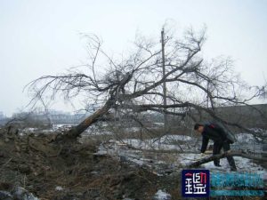 被伐树木的树种、材积、株数及价格鉴定