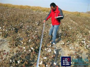 蓄水池跑水 80亩棉花被淹