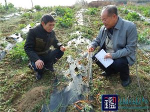 地膜铺三遍还是烂地膜