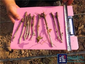 扦插的45万株葡萄苗为何全部死亡