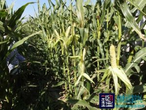 农业鉴定于种植制种玉米结实率低司法鉴定