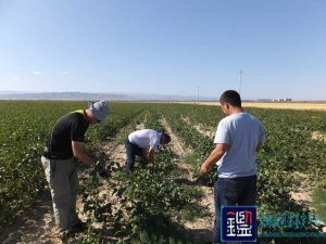 播种机检修不当 50亩黑豆受损