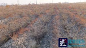 种植植被的面积、种类、数量、规格，林地现有成活树木及死亡树木、树种的生长年限进行 …
