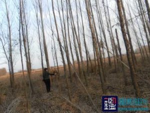 林场的杨树生长不良、甚至死亡的原因进行司法鉴定