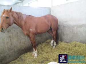 马匹的品种是否属于新吉尔吉斯良种马及其价值进行司法鉴定