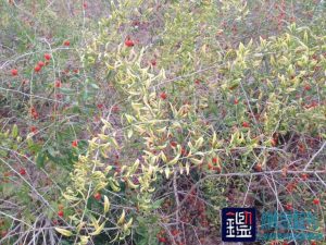 鉴于奎屯农场谢某、李某种植的130亩枸杞因受除草剂药害所造成的经济损失的司法鉴定