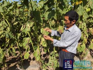 农业鉴定严某、蔺某种植食葵、西葫芦受害原因及损失的司法鉴定