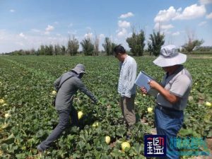 农业鉴定于103团六户农户种植新蜜48号甜瓜进行的品种真实性、纯度及烂果率的司法鉴定