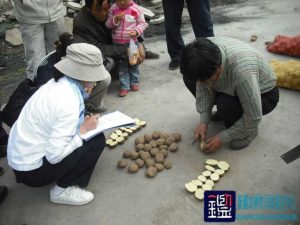 “丰抗6号”（青薯2号）马铃薯（土豆）种子进行质量鉴定