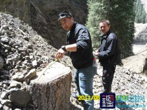 非法盗伐林木-涉案树种、材积及价值进行司法鉴定