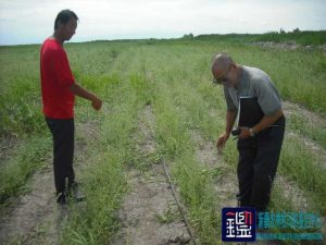 甘草种子的发芽率、甘草种子是否合格及所种植的3600亩甘草所造成的经济损失进行司法鉴 …