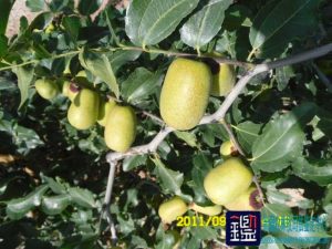 嫁接的30.7亩红枣中嫁接的骏枣1号的纯度进行司法鉴定
