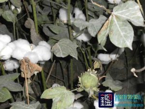 （中01－4917） 棉花品种、棉桃干裂、棉桃小及棉桃脱落较多的原因进行鉴定