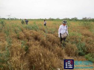 种植的农作物有无减产、原因、数额、地块中使用的滴灌带破损漏水的原因进行司法鉴定