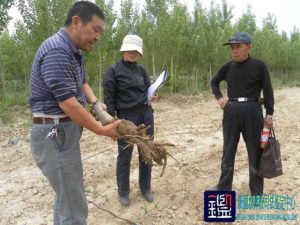 对提供的核桃苗规格、成活率是否达到95%、核桃苗木的死亡原因及数量进行司法鉴定