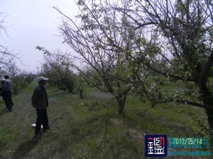 苹果树1年产量及损失评估；并对苹果树的死亡原因、补种的成本、管理费用以及8年期无果 …