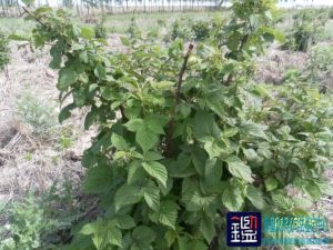树莓园因受到水淹后造成的损失价值进行鉴定;对种植的56亩树莓树被淹后所接的果实无法 …