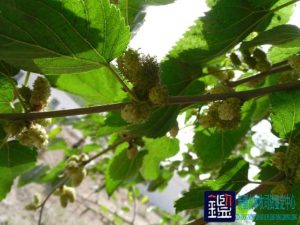 果园内种植各种树木的价值及该果园的应得利益进行司法鉴定