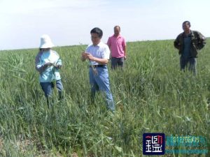 600亩春小麦因株数不够造成的减产进行鉴定