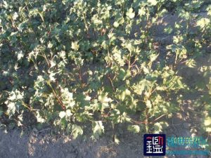 棉花出现叶片皱缩、扭曲、畸形等症状的原因及损失进行司法鉴定