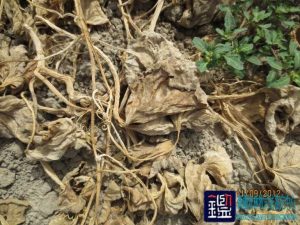 甜瓜死亡与使用的农药有无因果关系及损失进行司法鉴定