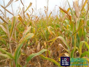 种植的400亩玉米地的实际损失进行鉴定
